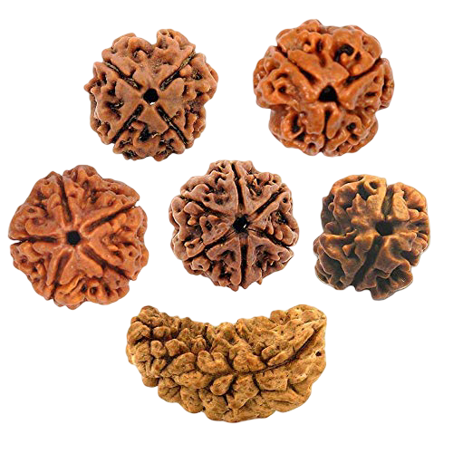 Rudraksha Collection